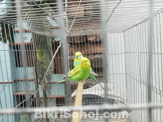 বাজরিগার রানিং পেয়ার